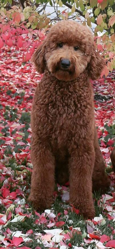 red teddy bear poodles